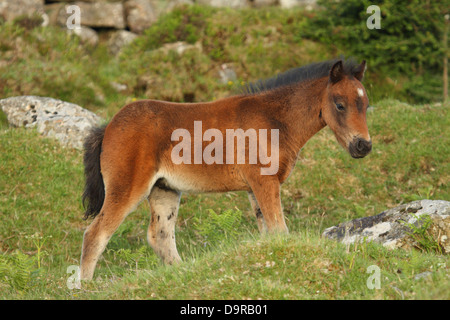 Dartmoor Pony Fohlen, in der Nähe von Widecombe, Dartmoor, England Stockfoto