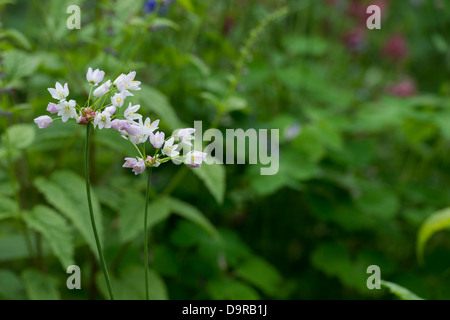 Allium Roseum. Rosa Knoblauch Blumen Stockfoto