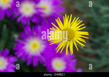 Erigeron Chrysopsidis var. Chrysopsidis. Zwerg gelb Berufkraut daisy Stockfoto