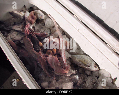 001 CBP Offiziere ergreifen Iguana Fleisch am Grenzübergang. Stockfoto