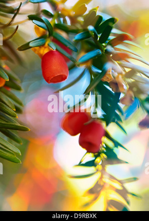 Taxus Baccata im Botanischen Garten. Madrid. Spanien Stockfoto