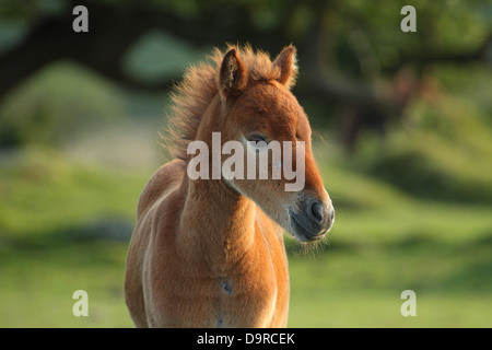 Dartmoor Pony Fohlen, in der Nähe von Widecombe, Dartmoor, England Stockfoto