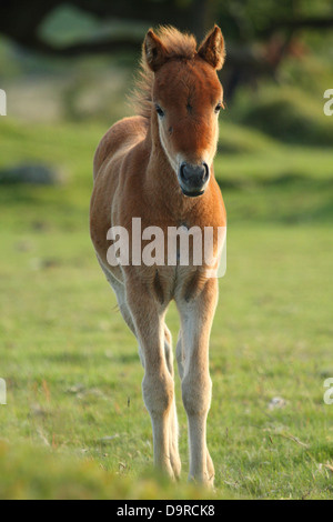 Dartmoor Pony Fohlen, in der Nähe von Widecombe, Dartmoor, England Stockfoto