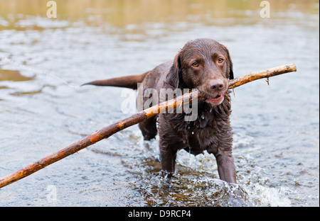 Chocolate Labrador Retriever bringt lange Stöcke in River Wharfe in Bolton Abbey, Großbritannien Stockfoto