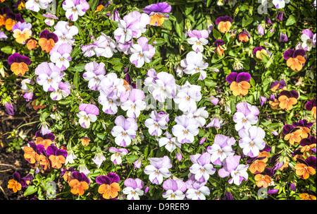 Viola Tricolor Stiefmütterchen, schönes Blumenbeet Stockfoto