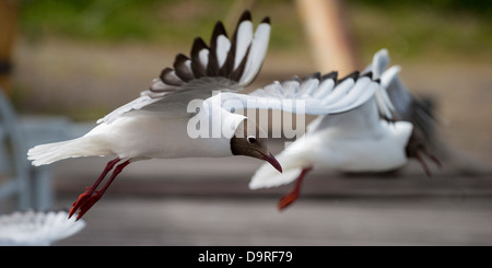 Lachmöwe fliegen, Island. Stockfoto