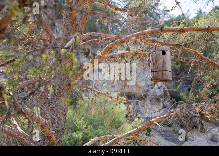 Nistkasten in einem Baum. Stockfoto