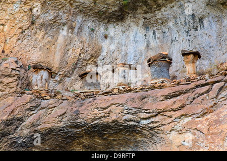 Bienenstöcke. Stockfoto