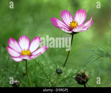 Kosmos-Blumen in voller Blüte Stockfoto