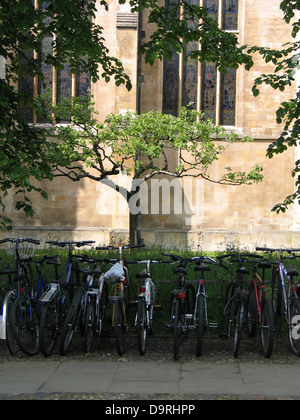 Apfelbaum, Nachkomme des Newtons Baum mit Fahrrädern vor, Trinity College, Universität Cambridge, Cambridge, England Stockfoto