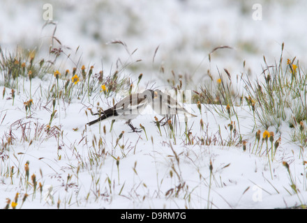 Weiß-winged Snowfinch füttern einander Stockfoto