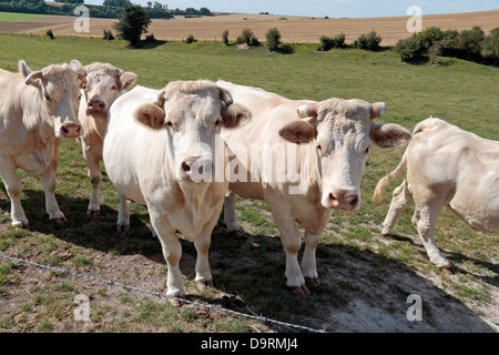 Eine kleine Kuhherde Bull (männlich) mit Spitzen Hörnern in einem Feld in Nordfrankreich. Sie scheinen Charolais-Rindern. Stockfoto