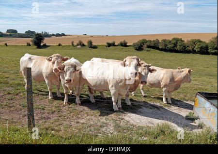 Eine kleine Kuhherde Bull (männlich) mit Spitzen Hörnern in einem Feld in Nordfrankreich. Sie scheinen Charolais-Rindern. Stockfoto