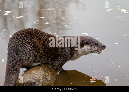 Gemeinsamen europäischen Fischotter (Lutra Lutra) auf Felsen im Wasser des Streams Stockfoto