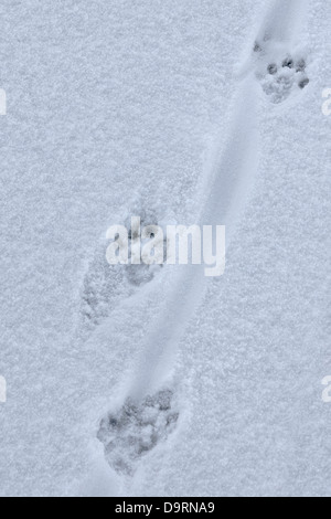 Europäischen Fischotter (Lutra Lutra) Großaufnahme der Fußabdrücke und Spuren der Rute ziehen im Schnee im winter Stockfoto