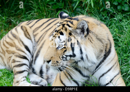Tiger, die Verlegung in lange Grashalme aufmerksam und gefährliche zeigen Pelz Detail suchen Stockfoto