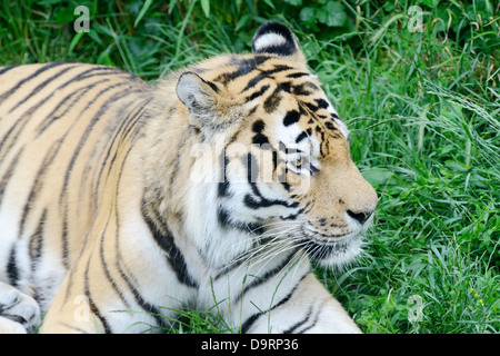 Tiger, die Verlegung auf dem Rasen suchen Warnung Stockfoto