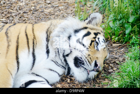 Nahaufnahme des entspannten Tiger mit Kopf auf den Boden Stockfoto