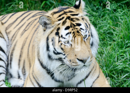 Tiger, die Verlegung in den Rasen zu beobachten und Warnung Stockfoto