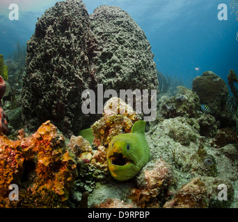 Grüne Muräne in San Andres, Kolumbien in der Karibik gedreht. Stockfoto