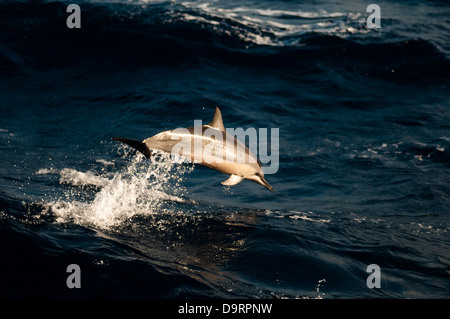 Spinner Delfinen Stenella Longirostris wild und frei am Ozean im Offshore-Bereich. Küste von Rio De Janeiro, Brasilien Stockfoto