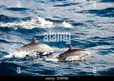 Spinner Delfinen Stenella Longirostris wild und frei am Ozean im Offshore-Bereich. Küste von Rio De Janeiro, Brasilien Stockfoto