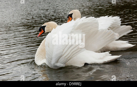 Ein paar weiße Höckerschwäne (Cygnus Olor) schwimmen Stockfoto