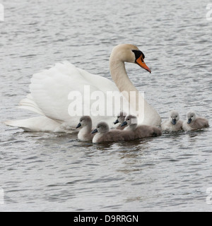 Ein Höckerschwan (Cygnus Olor) schwimmen mit ihren sechs cygnets Stockfoto