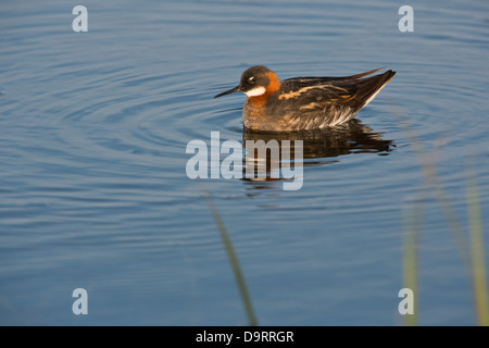 Red-necked Phalarope (Phalaropus Lobatus) in der Zucht auf Wasser Feuchtgebiete Island Südeuropa adult Gefieder Stockfoto