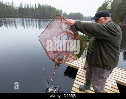 Älterer Mann, der kleine Fische aus einer Topfffalle ( Ryssä) in Finnland befreit Stockfoto