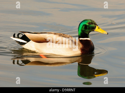 Männliche Stockente auf einem Teich Stockfoto