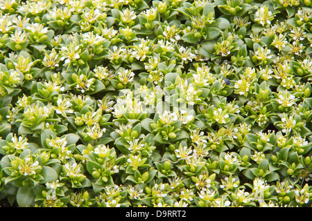 Meer Sandwort (Honckenya Peploides) Blüten Nahaufnahme * , auf Küste von Island Südeuropa Stockfoto