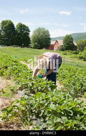 Die June U Pick Erdbeeren sind bereit bei einer CSA [Community Supported Agriculture] Farm in Vermont. Mitglied hat ihre eigene Ernte. Stockfoto