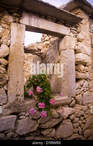 Rosa Blüten im Fenster "" Dorf Gavalochori, in der Nähe der Bucht von Souda, West Kreta, Griechenland Stockfoto