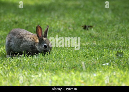 Wildkaninchen Weiden auf Rasen Stockfoto