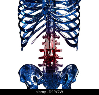Skelett 3D Konzept Nahaufnahme von Wirbelsäule und Brustkorb Schmerzen. Isoliert auf weißem Hintergrund. Stockfoto