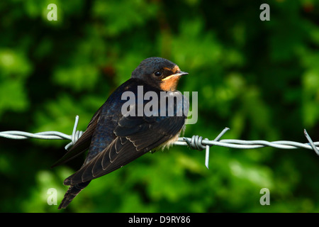 Baby schlucken auf Stacheldrahtzaun Stockfoto