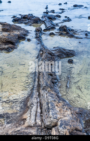 Versteinerter Wald, Curio Bay, Waikawa, Otago, Neuseeland. Stockfoto