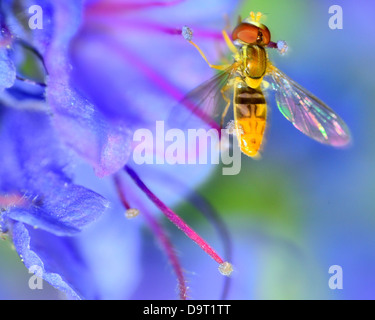 Hoverfly thront auf einer Blume, die Pollen zu sammeln. Stockfoto