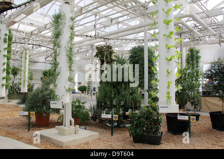 Landwirtschaft Landwirtschaft organischen Hydroponik Gemüse Gewürz