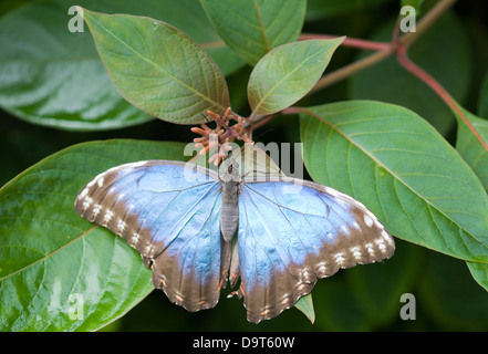 Die Peleides Blue Morpho auf einem grünen Blatt Morpho peleides Stockfoto