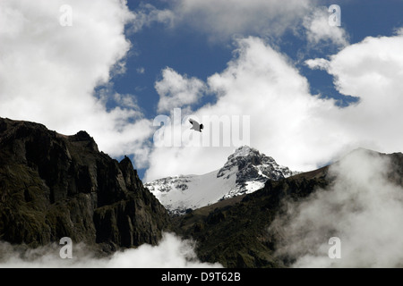 Andenkondor, fliegen in den Wolken über Colca Canyon, Anden, Peru, Südamerika Stockfoto