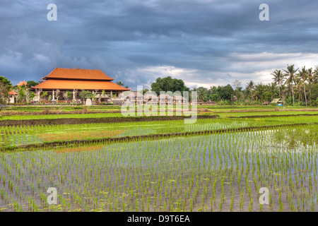 Ubud-Natur Stockfoto