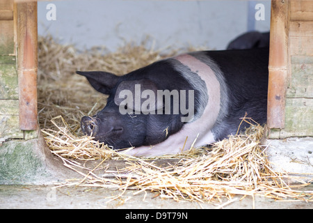 Britische Sattel zurück Schwein Verlegung in einem Tierheim Sus Stockfoto