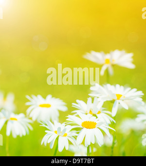 Closeup auf Gänseblümchen Blumen Feld, sonnigen Tag, Kamille Wiese, Sonnenlicht, abstrakten floralen Hintergrund, Sommer-Natur Stockfoto
