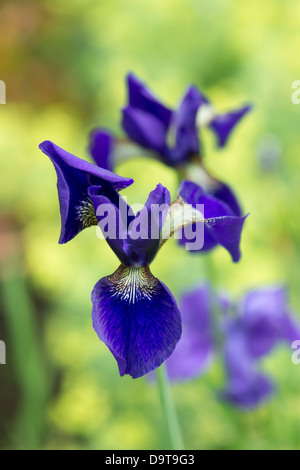 Iris pumila' Caesars Bruder'. Sibirische Iris' Caesars Bruder' Stockfoto