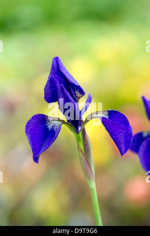 Iris pumila' Caesars Bruder'. Sibirische Iris' Caesars Bruder' Stockfoto