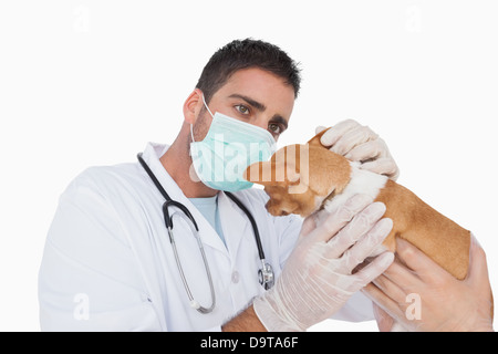 Männliche Tierarzt untersucht das Ohr von einem chihuahua Stockfoto