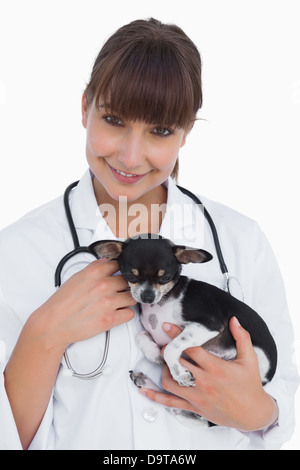 Weibliche Tierarzt hält einen süßen chihuahua Stockfoto