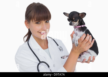 Fröhliche Tierarzt hält einen chihuahua Stockfoto